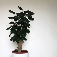 Image result for Polyscias