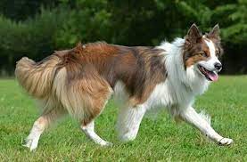 Pin On Border Collie History N Such