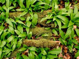 Der bärlauch ist verwandt mit zwiebeln, schnittlauch und knoblauch. Barlauch Fraulein Blutenstaub Der Gartenblog Der Gartnerin