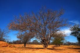 Image result for Pterocarpus lucens