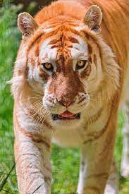 Walking Golden Tiger Big Cats Golden Tiger Animals Wild