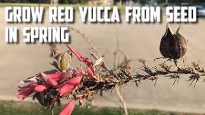 Just a short video on how i prepare and grow the red yucca seed. Grow Red Yucca From Seed In Spring Youtube