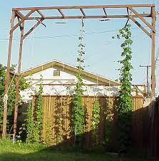 Accent any indoor or outdoor space using this decorative set of 5 bamboo u trellis hoop stakes. How To Grow Hops A Hop Growing Journal And How To Guide For The At Home Hop Gardener