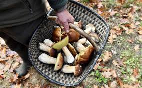 Des conseils pendant la cueillette des champignons. Dordogne Il Cultive Des Cepes Comme Des Legumes Et Lance Sa Marque Reportage Photos Charente Libre Fr