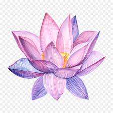 Watercolor Bird Of Paradise Png Floating Lotus Png Download 1024 1024 Free Transparent Stock Photography Png Download Watercolor Flowers Paintings Flower Art Watercolor Flowers