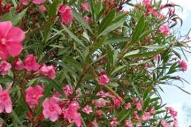 Se il vostro terrazzo è esposto a nord, non disperate, ci sono alcune specie di piante che crescono bene anche all'ombra. Catalogo Piante Sempreverdi E Perenni Da Fiore Per Giardino Planetasrl