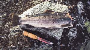 Can You Eat Trout Raw Guidelines For Freshwater Sushi