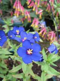 Image result for Anagallis pumila