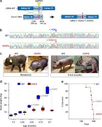 Generation and characterization of a novel knockin minipig model of  Hutchinson-Gilford progeria syndrome | Cell Discovery