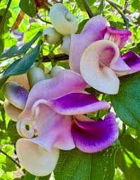 Image result for Vigna radicans