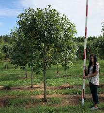 Image result for Chionanthus