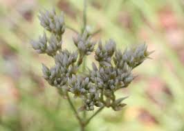 Image result for Polycarpaea corymbosa