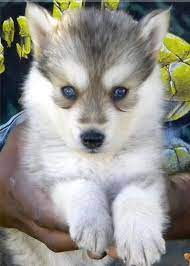 Gerberian Shepsky Wolf Dog Puppy Wolf Dog Cute Dogs