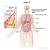 Liver Cancer Metastasis Sites