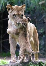 Photos The Best Animal Hugs Cute Animals Animals Beautiful Animals