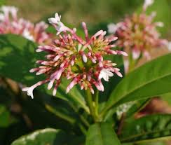 Image result for Rauvolfia afra