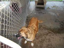 Adopt Nala Urgent On Petfinder Dog Sounds Dog Pounds Dog Adoption