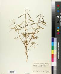 Image result for Cleome rubella