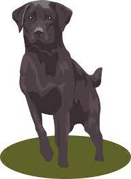 Black Lab Dog Clip Art Labrador Black Labs Dogs