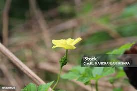 Image result for Momordica repens