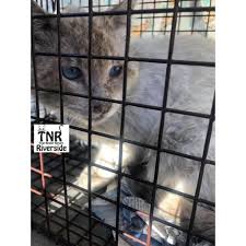 10 reasons to adopt a battersea rescue cat. Tnr Riverside Home Facebook