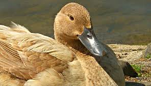 Get which ever ducklings you find cutest! 6 Duck Breeds To Raise For Eggs Hobby Farms