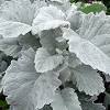Dusty miller dusty miller is a favorite because it looks good with everything. 1