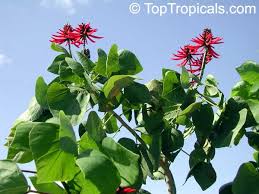 Image result for Erythrina livingstoniana