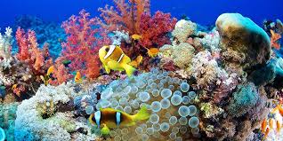 World oceans day image ' world oceans day is june 8th the theme for this year is healthy oceans, healthy planet. 20 Underwater Photos To Celebrate World Oceans Day Beautiful Sea Life Photos