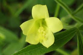 Image result for Hibiscus sidiformis