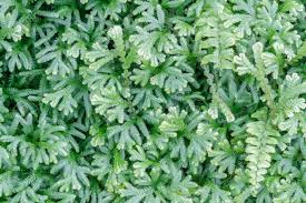 Image result for Davalliaceae