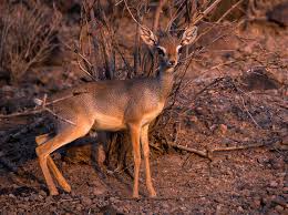 Dal re della foresta ai meno noti, popolano le distese d'africa attirando turisti per i safari. Animali Africani Dalla A Alla Z