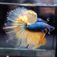 Live Betta Fish Huge 1 7 034 Body Super Blue Bumblebee Halfmoon Hm Male 506 Betta Fish Betta Fish