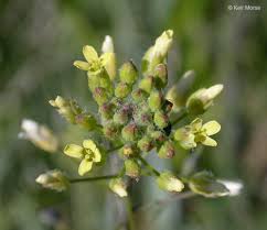 Image result for Fuirena microcarpa