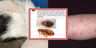 Beberapa cara yang bisa bagaimana cara menghilangkan kutu kucing? Bentol Dikira Gigitan Nyamuk Merinding Saat Tahu Penyebabnya Dream Co Id