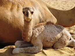 But, anyway, genghis khan is buried next to a baby camel, which acted like a 13th century satnav, guiding people back to his tomb. Baby Camel Ø§Ù„ØªØ¬Ù…Ø¹ 118 United Arab Emirates Travellerspoint Travel Photography