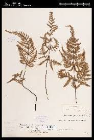 Image result for Aleuritopteris