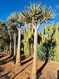 Image result for Aloidendron