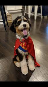 F1b bernedoodle female dapper doodles. Tricolor Bernedoodle Puppies For Sale In Dublin Ohio Classified Americanlisted Com