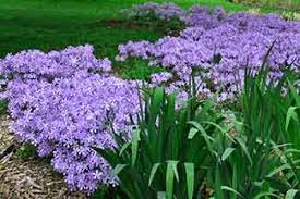 We did not find results for: Wisconsin Native Phlox Wisconsin Pollinators