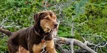 A Dog’s Way Home (Kamas)