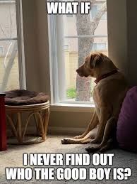 Memes or upload your own images to make custom memes. Whos A Good Boy Meme Guy