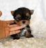 teacup yorkie for sale in Virginia Classifieds & Buy and ...