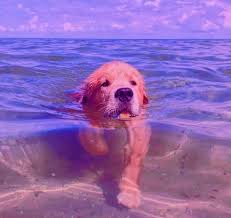 Pin By Karoliina Heinonen On Koiria Dog Photos Golden Retriever Instagram Dogs