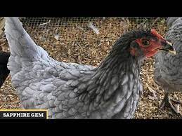 Then the plymouth blue rock is your chicken. Sapphire Blue Plymouth Rock Hen Jobs Ecityworks
