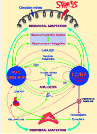 Stress Endocrine Physiology And Pathophysiology Endotext Ncbi Bookshelf