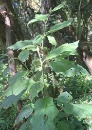 Image result for Solanum anguivi