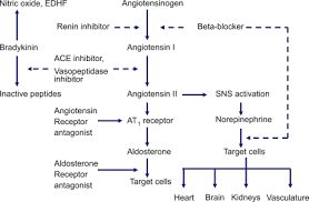 Renin angiotensin aldosterone system kaplan. Renin Angiotensin Aldosterone System And Site Of Action Of Different Download Scientific Diagram