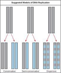 Herbert taylor, philip wood and walter hughes on root tip cells of broad bean which is the common name for vicia faba. 14 3 Basics Of Dna Replication Openstax Biology