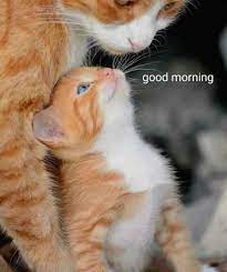 Quotes And Whatsapp Status Videos In Hindi Gujarati Marathi Matrubharti Kitten Mom Kittens Cutest Mama Cat